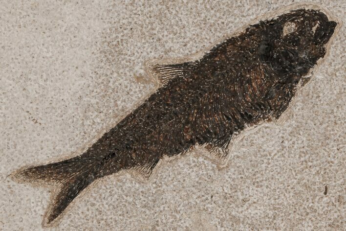 Detailed Fossil Fish (Knightia) - Wyoming #211200